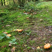 une découverte en sous-bois